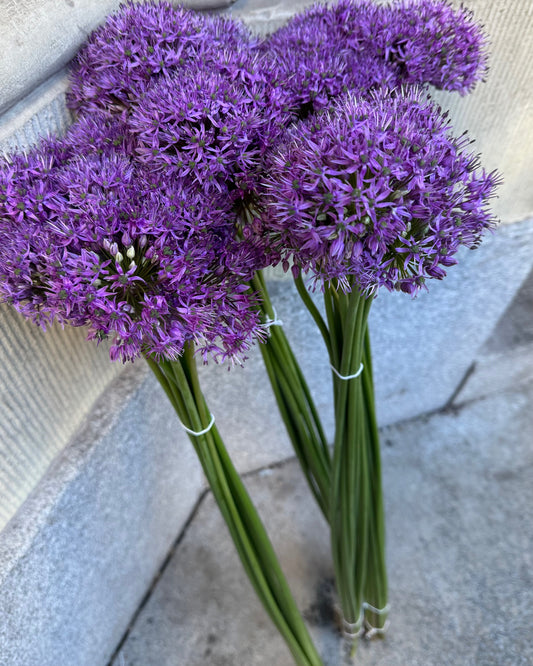 Allium