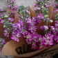 Lövkoja - Matthiola