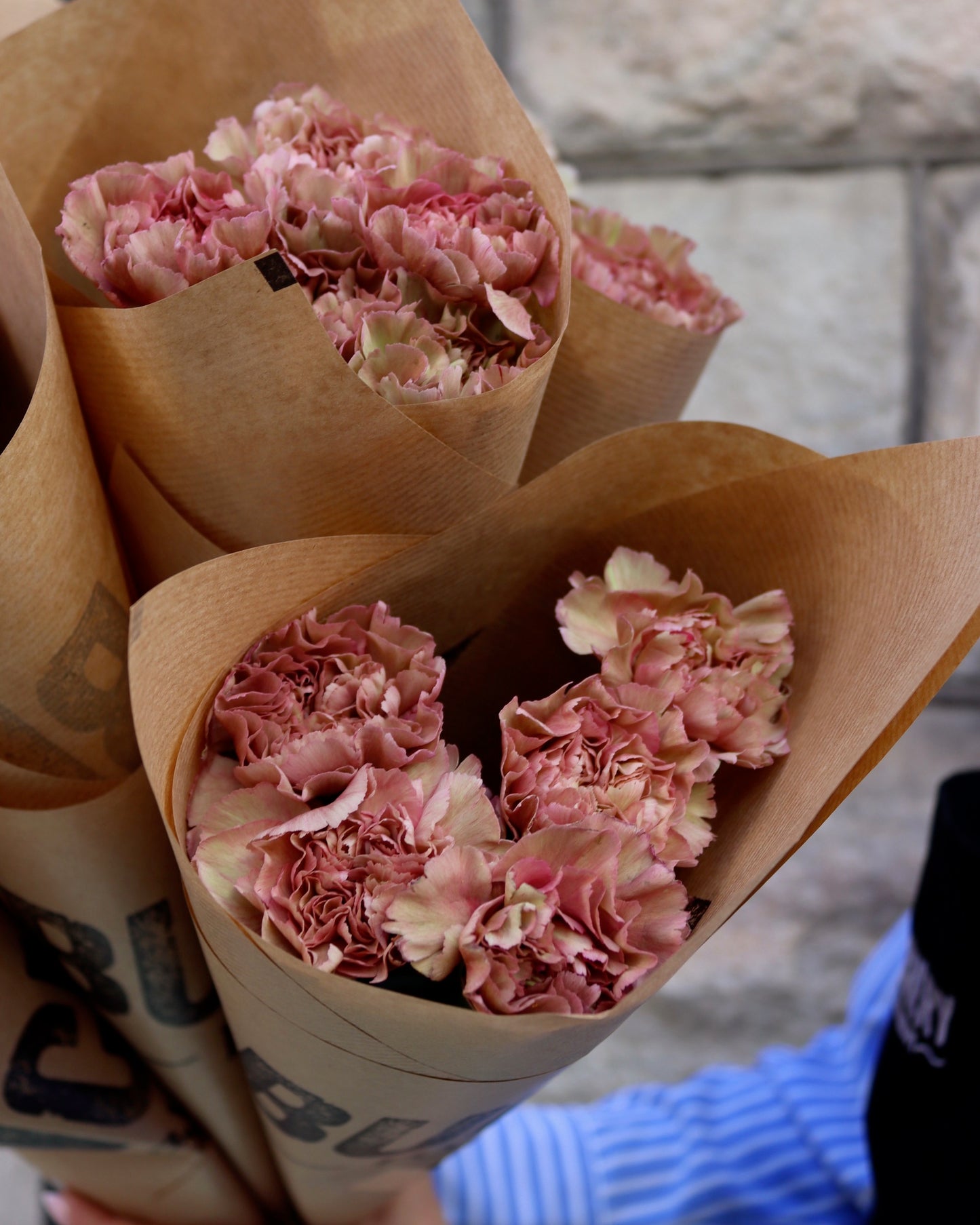 Nejlika - Dianthus
