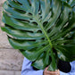 Monstera