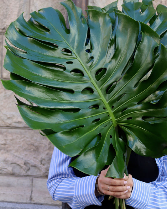 Monstera