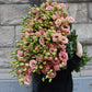 Prärieklocka - Lisianthus