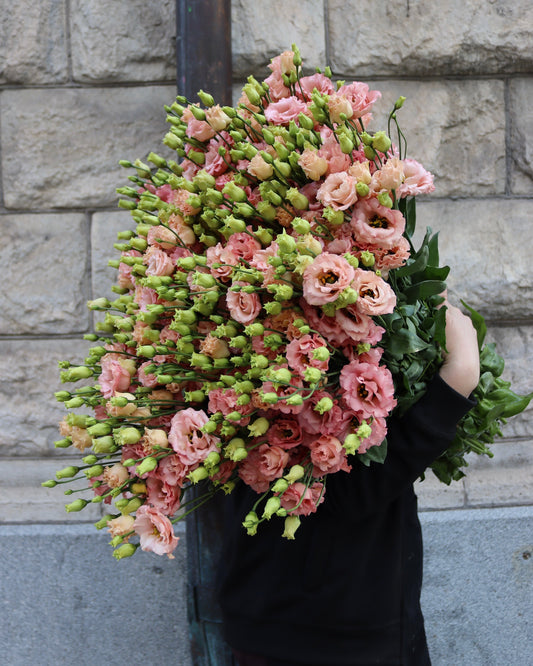 Prärieklocka - Lisianthus