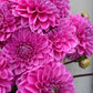 Dahlia
