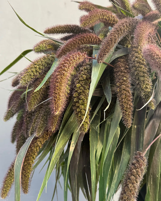 Setaria