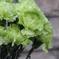 Nejlika - Dianthus