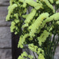 Limonium