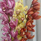 Cymbidium