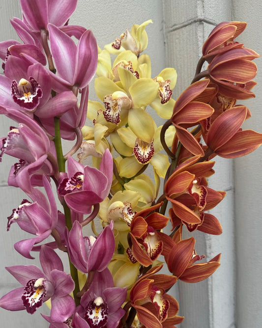 Cymbidium