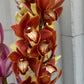 Cymbidium