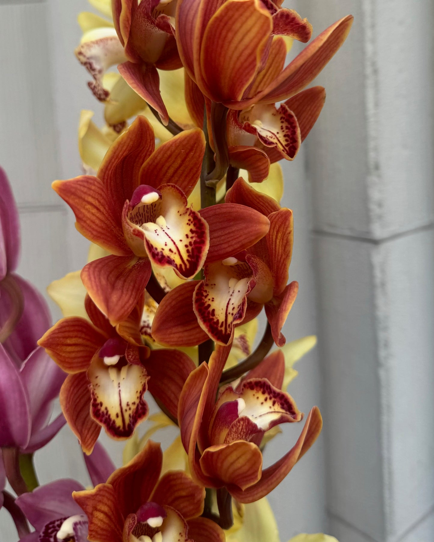 Cymbidium