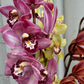 Cymbidium