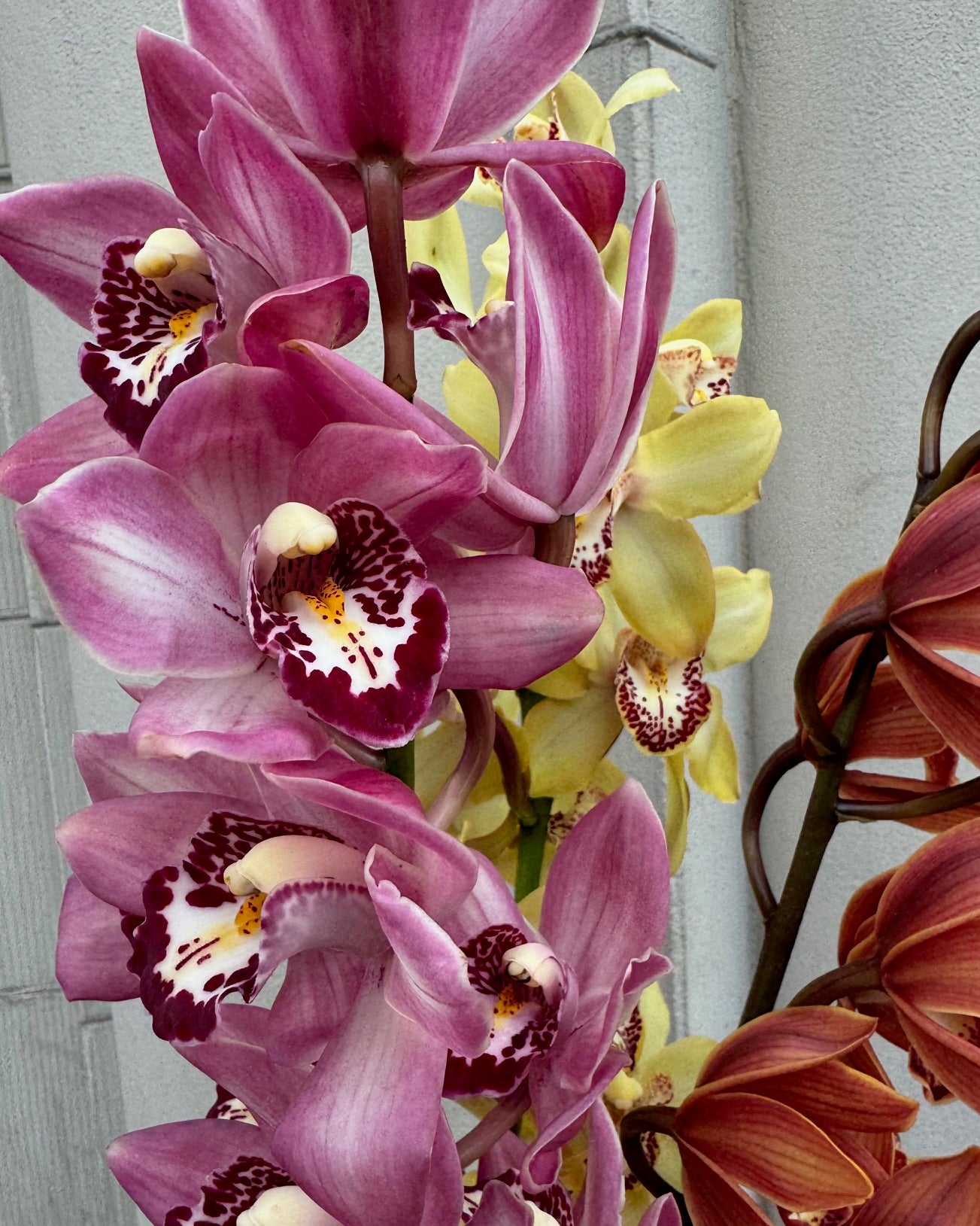 Cymbidium