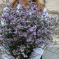 Limonium