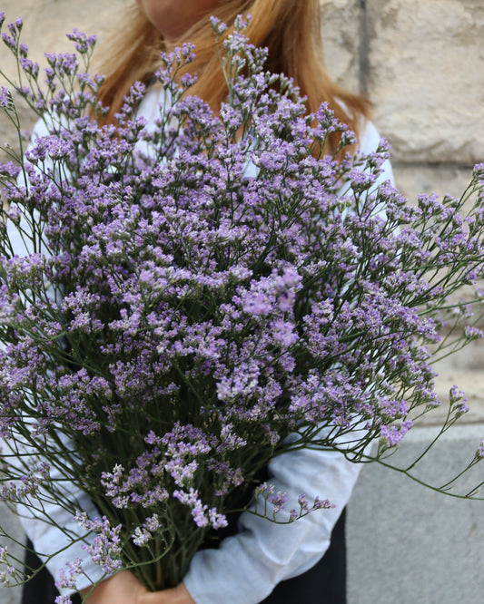 Limonium