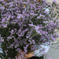 Limonium