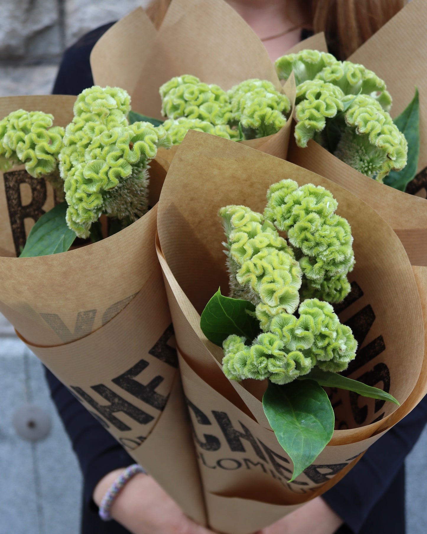 Celosia