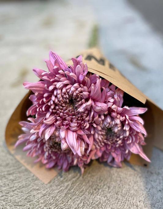 Bollkrysantemum