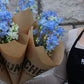 Riddarsporre - Delphinium