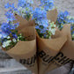Riddarsporre - Delphinium