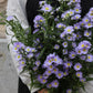 Aster