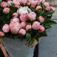 Pion - Paeonia
