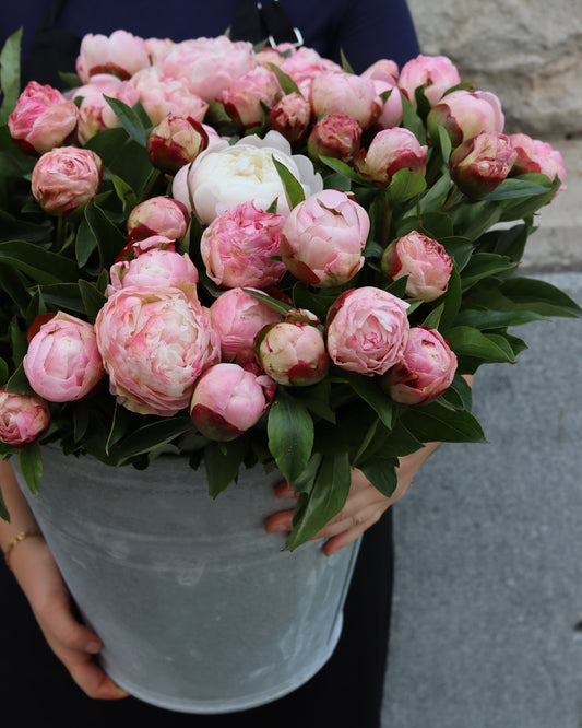 Pion - Paeonia