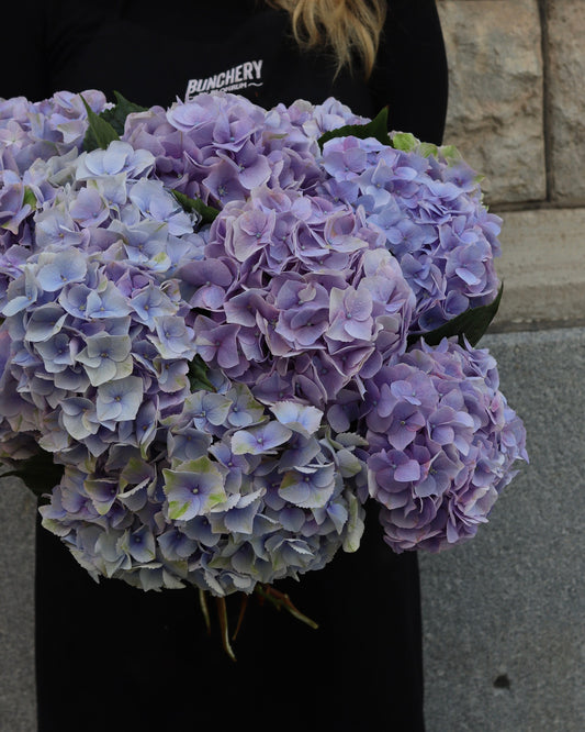 Hortensia - Hydrangea
