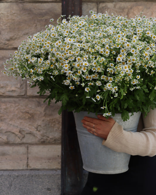 Tanacetum - Kamomille