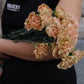 Nejlika - Dianthus