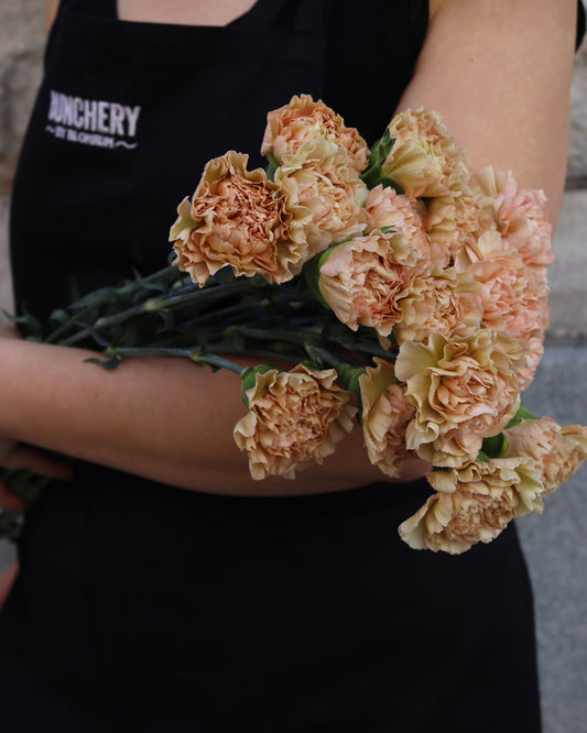 Nejlika - Dianthus