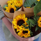 Solros - Helianthus