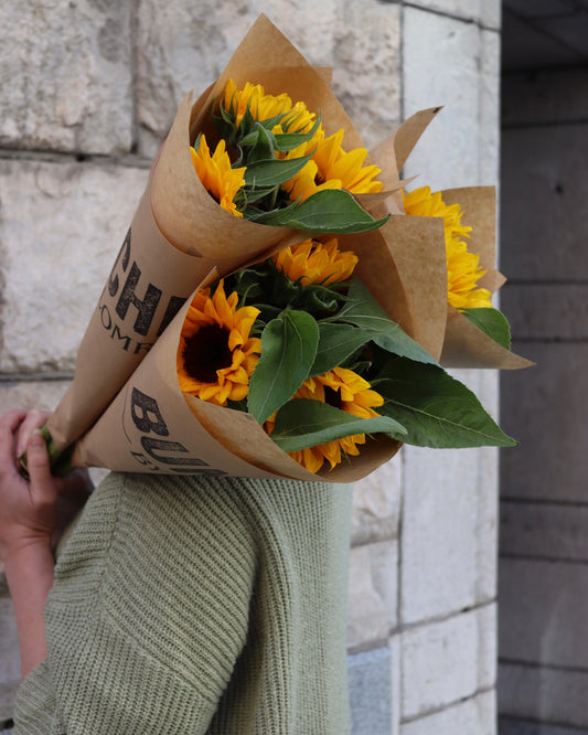 Solros - Helianthus