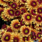 Krysantemum