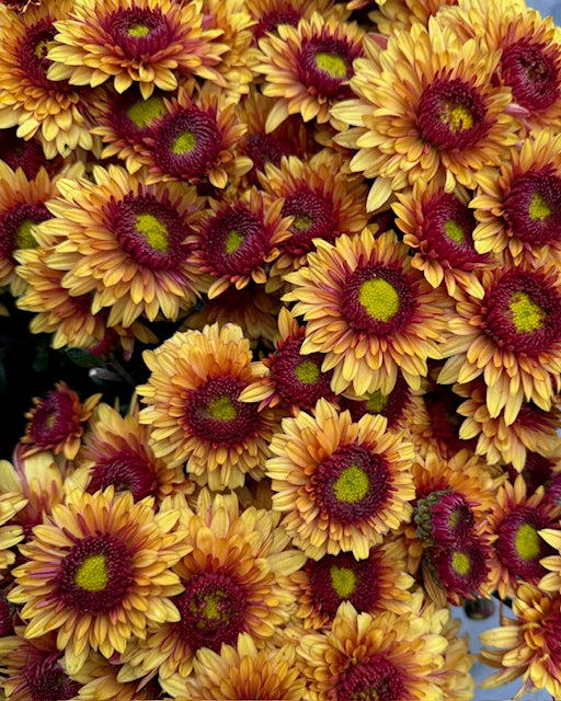 Krysantemum