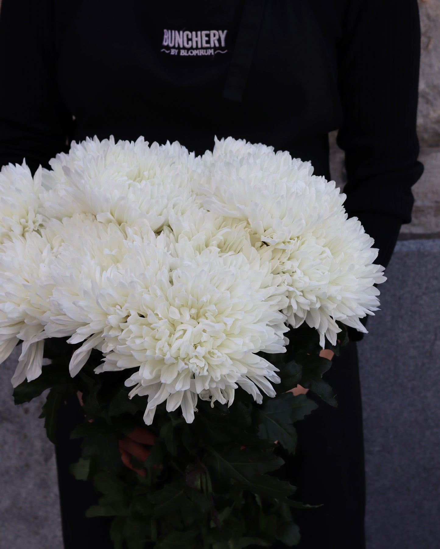 Bollkrysantemum