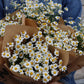 Tanacetum - Kamomille