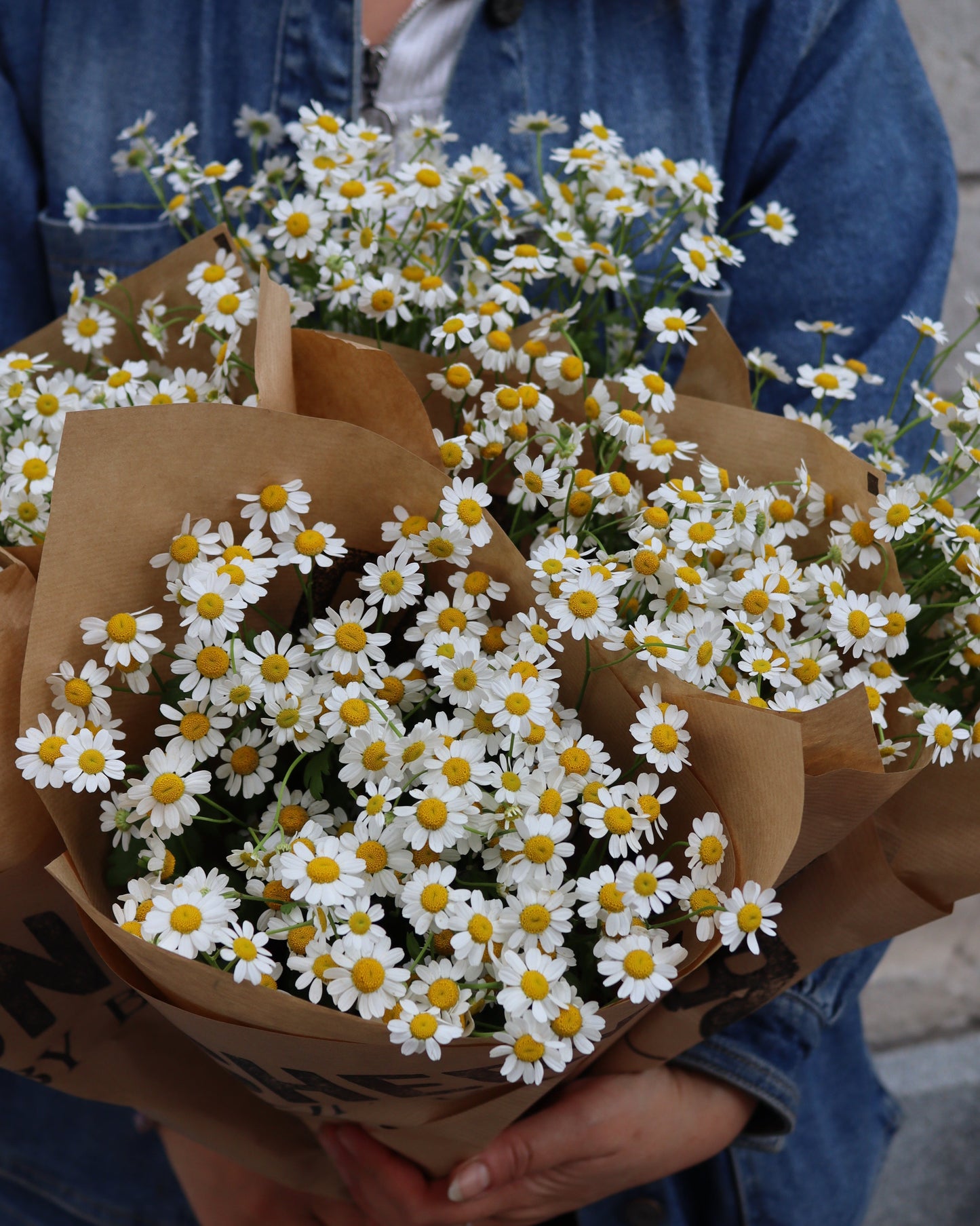 Tanacetum - Kamomille