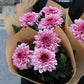 Bollkrysantemum