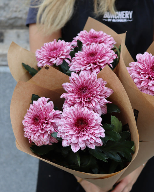 Bollkrysantemum
