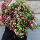Prärieklocka - Lisianthus