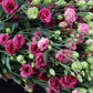 Prärieklocka - Lisianthus