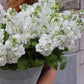 Lövkoja - Matthiola