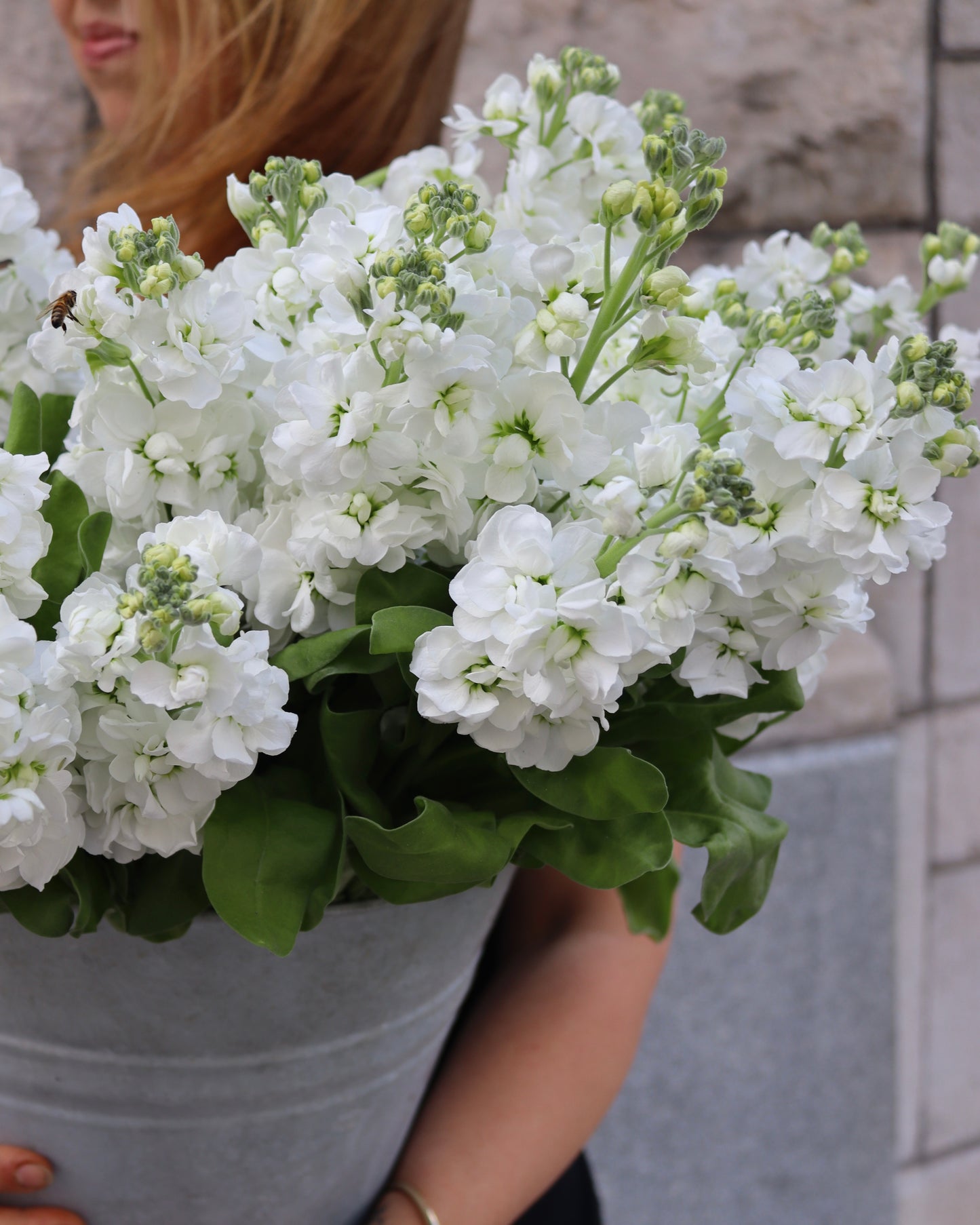 Lövkoja - Matthiola