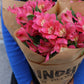 Alstromeria-Alstroemeria