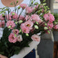 Prärieklocka - Lisianthus
