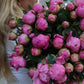 Pion - Paeonia
