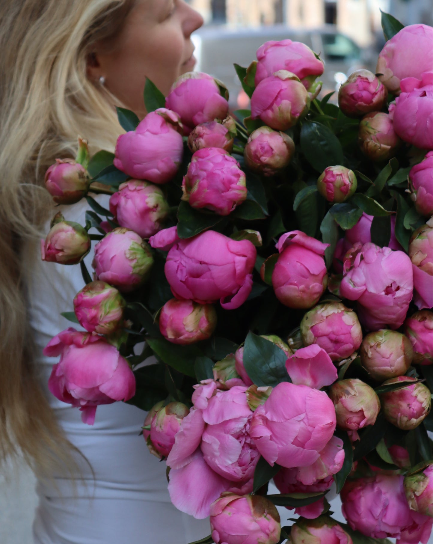 Pion - Paeonia