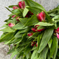 Alstromeria-Alstroemeria