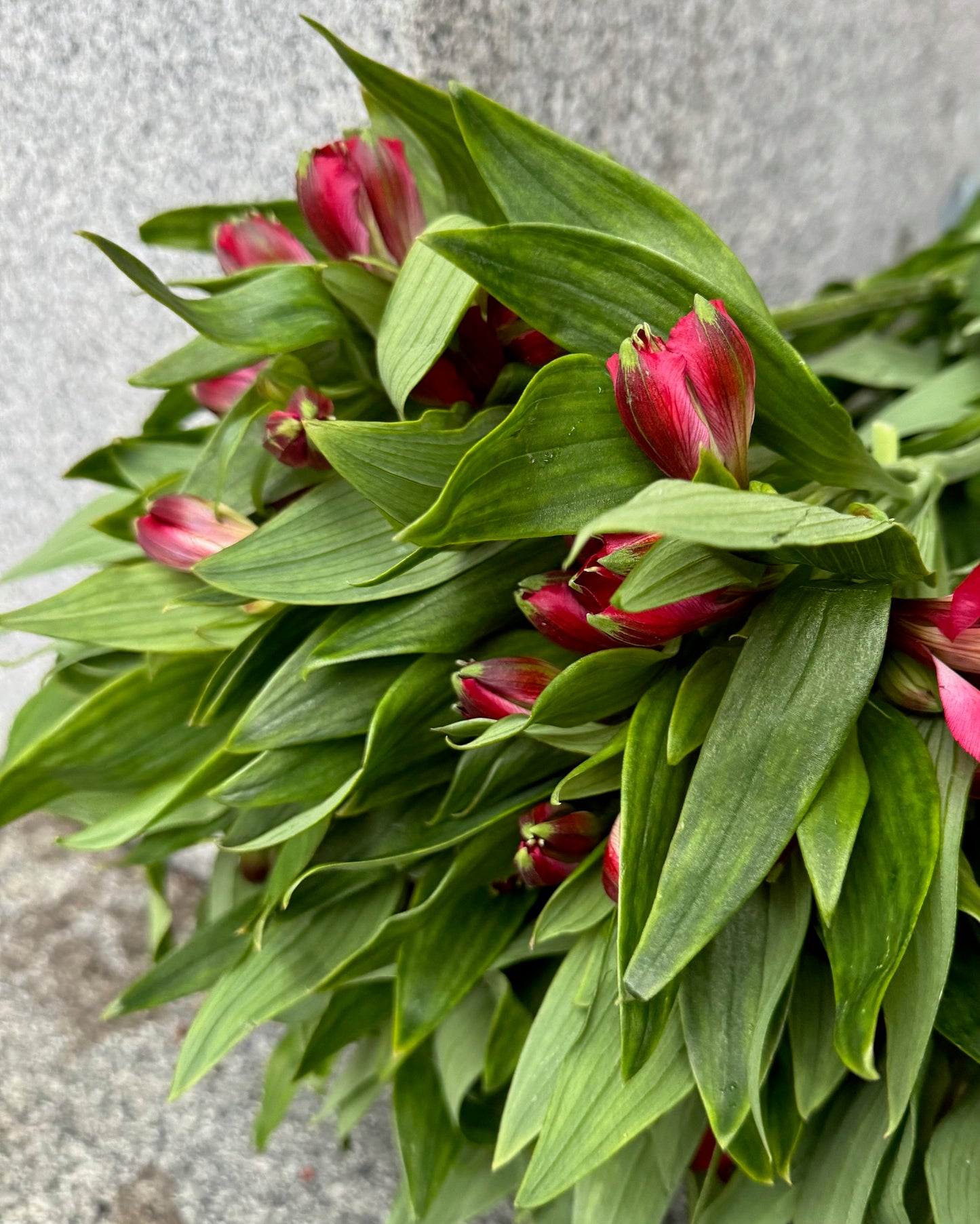 Alstromeria-Alstroemeria